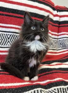 Bobby mix Ragdoll and Turkish Van - Turkish Van Kitten For Adoption - Auburn&comma; WA&comma; US