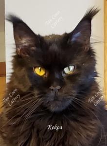 Kekoa - Maine Coon Cat For Sale - Longmont&comma; CO&comma; US