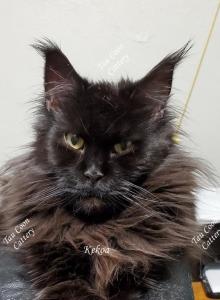 Kekoa - Maine Coon Cat For Sale - Longmont, CO, US Kekoa - Maine Coon Cat For Sale - Longmont, CO, US