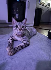 Jasmine - Bengal Cat For Sale - Sarasota&comma; FL&comma; US