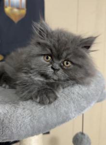 Leo - Persian Kitten For Sale - Keasbey&comma; NJ&comma; US