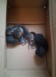 Bailey's litter - Bengal Kitten For Adoption - Spring Grove&comma; PA&comma; US