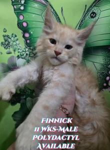 Finnick Zootopia Litter - Maine Coon Kitten For Sale - Kingman&comma; AZ&comma; US