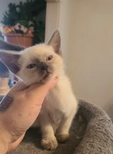 Siamese kittens - Siamese Kitten For Sale - Lowell&comma; MA&comma; US