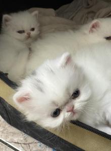 Karmas Beautiful Persian Babies - Persian Kitten For Adoption - Las Vegas, NV, US Karmas Beautiful Persian Babies - Persian Kitten For Adoption - Las Vegas, NV, US