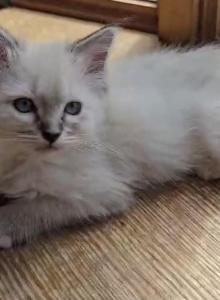 Ragdolls  1 Male and 1 Female Kitten Available - Ragdoll Kitten For Sale - Ballston Lake&comma; NY&comma; US
