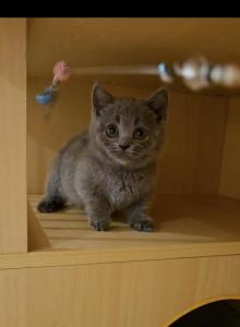 Jia - Munchkin Kitten For Sale - Chino&comma; CA&comma; US