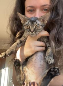 Bart - Devon Rex Kitten For Sale - Brooklyn&comma; NY&comma; US