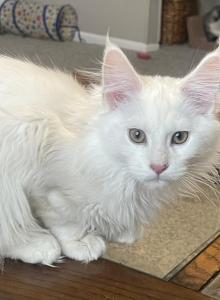 Red chinchilla - Maine Coon Kitten For Sale - IN&comma; US