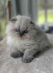 Dora - Scottish Fold Kitten For Sale - Tallahassee, FL, US Dora - Scottish Fold Kitten For Sale - Tallahassee, FL, US