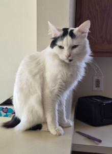 Ghost - American Bobtail Cat For Sale - Germantown&comma; MD&comma; US