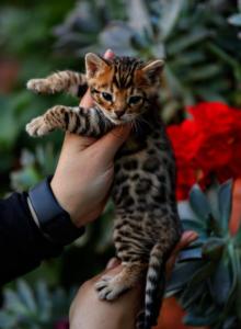 leo - Bengal Kitten For Sale - Las Vegas&comma; NV&comma; US
