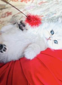 Little Princesses and Prince - Persian Kitten For Sale - Ponce De Leon&comma; FL&comma; US