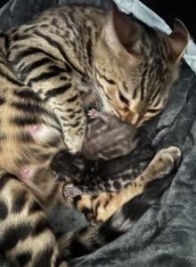 Bengal - Bengal Kitten For Sale - Salinas&comma; CA&comma; US