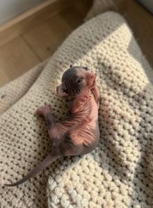 Dwelf - Bambino Kitten For Sale - Aventura&comma; FL&comma; US