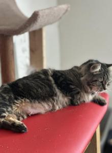 Maine coon Siamese mix litter - Domestic Kitten For Sale - Leominster&comma; MA&comma; US