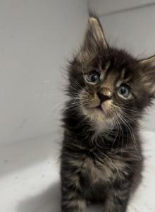 Ella - Maine Coon Kitten For Sale - Monroe&comma; OH&comma; US