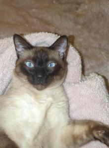 Nikola - Siamese Cat For Adoption - Albany, NY, US Nikola - Siamese Cat For Adoption - Albany, NY, US