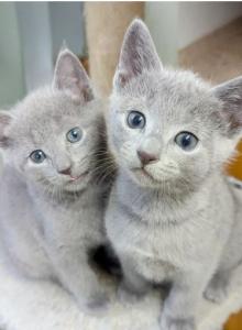 Russian Blue For You - Russian Blue Kitten For Sale - Charlotte&comma; NC&comma; US