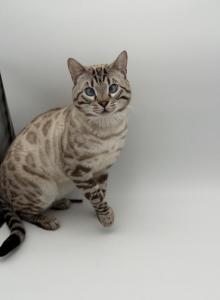 Legend - Bengal Cat For Sale - ME&comma; US