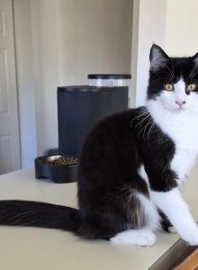 Oji - Maine Coon Kitten For Sale - Germantown&comma; MD&comma; US