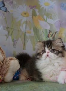 Pommelee     Exotic Longhair - Persian Kitten For Sale - Bonita Springs&comma; FL&comma; US