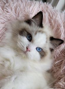 Chanel - Ragdoll Cat For Sale - Huntington Beach&comma; CA&comma; US
