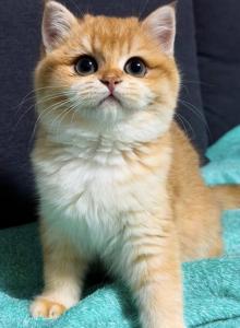 Lucy - British Shorthair Kitten For Sale - College Point&comma; NY&comma; US