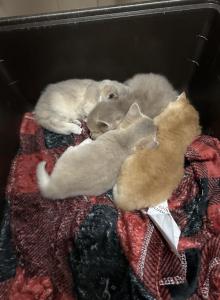 Lilac golden shaded shorty - Munchkin Kitten For Sale - White Deer, TX, US Lilac golden shaded shorty - Munchkin Kitten For Sale - White Deer, TX, US