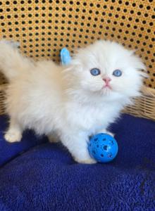 Axel - Scottish Fold Cat For Sale - TN, US Axel - Scottish Fold Cat For Sale - TN, US