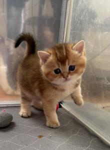 Oscar - British Shorthair Kitten For Sale - Brooklyn, NY, US Oscar - British Shorthair Kitten For Sale - Brooklyn, NY, US