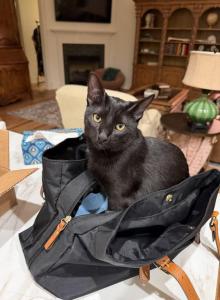 Rami - Domestic Kitten For Adoption - Fort Worth, TX, US Rami - Domestic Kitten For Adoption - Fort Worth, TX, US