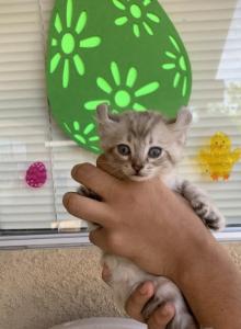 Savannah Highlander Lynx - Savannah Kitten For Sale - Ridgecrest&comma; CA&comma; US