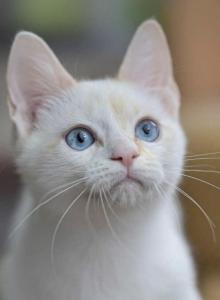 Fenty - Munchkin Cat For Sale - Brighton&comma; CO&comma; US