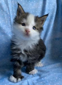 Jasper Poly Blue eyes - Maine Coon Kitten For Sale - Waterloo&comma; IN&comma; US