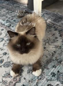 Retired Breeder - Ragdoll Cat For Sale - Columbia&comma; MO&comma; US