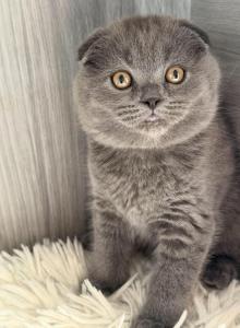 Bonita - Scottish Fold Kitten For Sale - Brooklyn&comma; NY&comma; US