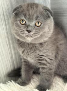 Bonita - Scottish Fold Kitten For Sale - Brooklyn&comma; NY&comma; US