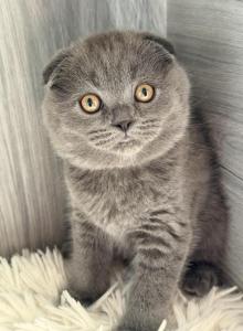 Lolita - Scottish Fold Kitten For Sale - Brooklyn&comma; NY&comma; US