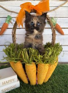 Azaela - Maine Coon Kitten For Sale - FL, US Azaela - Maine Coon Kitten For Sale - FL, US