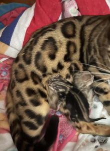 Kiki Tika Kiko Amara Luna Leo Romeo rock - Bengal Kitten For Adoption - Clifton, NJ, US Kiki Tika Kiko Amara Luna Leo Romeo rock - Bengal Kitten For Adoption - Clifton, NJ, US