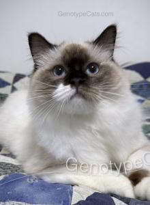 Jocunda - Ragdoll Kitten For Sale - Tuscaloosa, AL, US Jocunda - Ragdoll Kitten For Sale - Tuscaloosa, AL, US