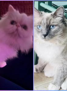 KATS perfect PerDolls - Ragdoll Kitten For Sale - Lancaster&comma; PA&comma; US