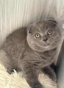 Lolita - Scottish Fold Kitten For Sale - Brooklyn&comma; NY&comma; US