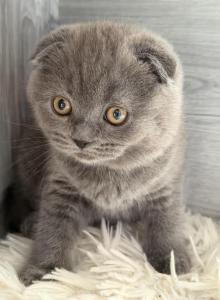 Bonita - Scottish Fold Kitten For Sale - Brooklyn&comma; NY&comma; US
