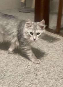 Future Queen - Maine Coon Kitten For Sale - OH&comma; US
