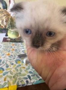 Arnie - Munchkin Kitten For Sale - Roanoke&comma; VA&comma; US