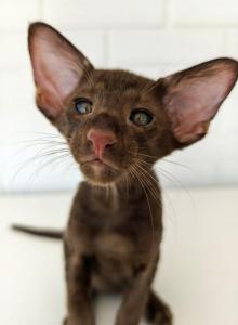 Oriental Shorthair - Oriental Kitten For Sale - Hollywood&comma; FL&comma; US