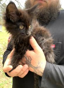 Souffl&egrave; - Maine Coon Kitten For Sale - Doniphan&comma; MO&comma; US
