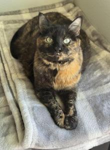 Megan Thee Cat - Domestic Cat For Adoption - McKinney, TX, US Megan Thee Cat - Domestic Cat For Adoption - McKinney, TX, US